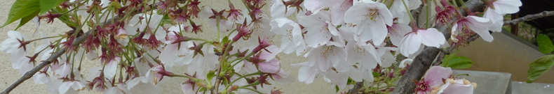 アトピーの情報あります！！